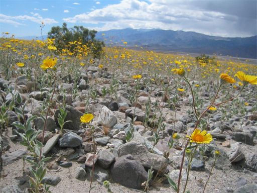 Death Valley wild flowers