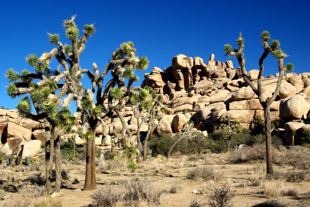 The incredible landscape at Joshua Tree Park