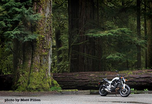 The 2015 Yamaha FZ-07 stands beside a fallen tree in Strathcona Park on Vancouver Island.