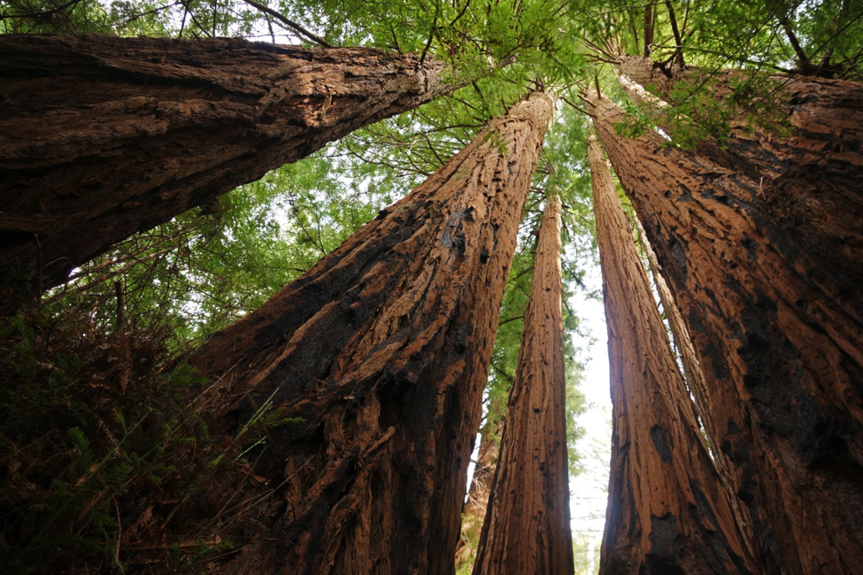 Redwoods in Big Basin State Park, California