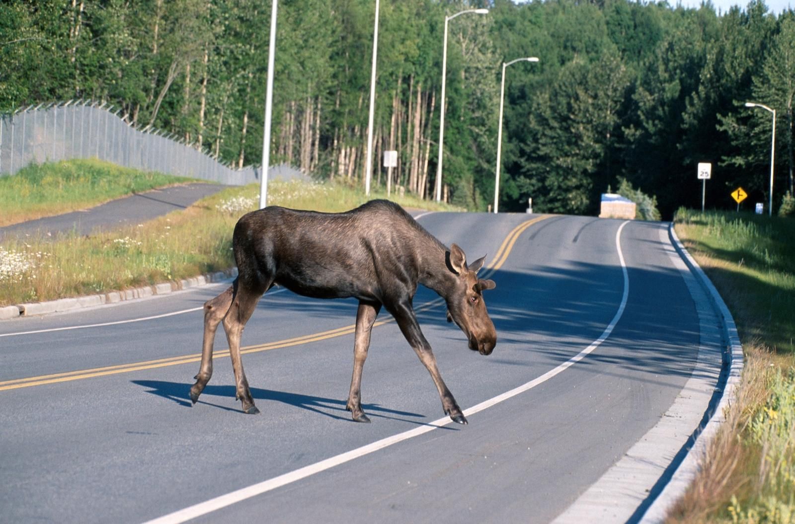 Moose: Not what you want to see as you round a bend