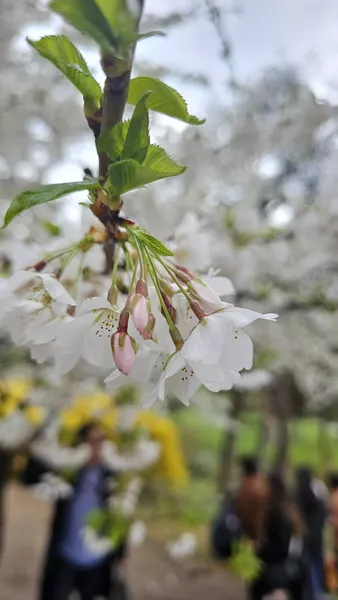 Cherry Blossom 2024