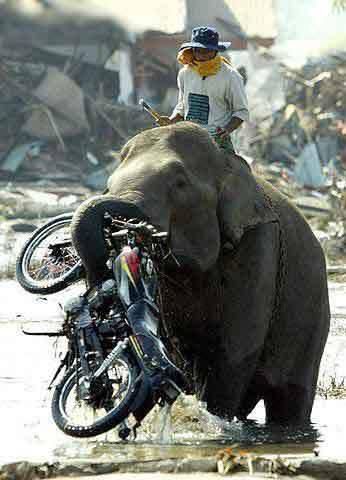 Born to ride elephant