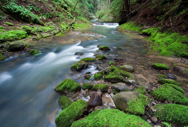 Rapids in Big Basin Redwoods State Park, California