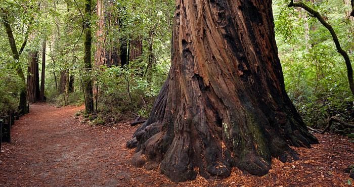 The average Redwood in Big Basin, California