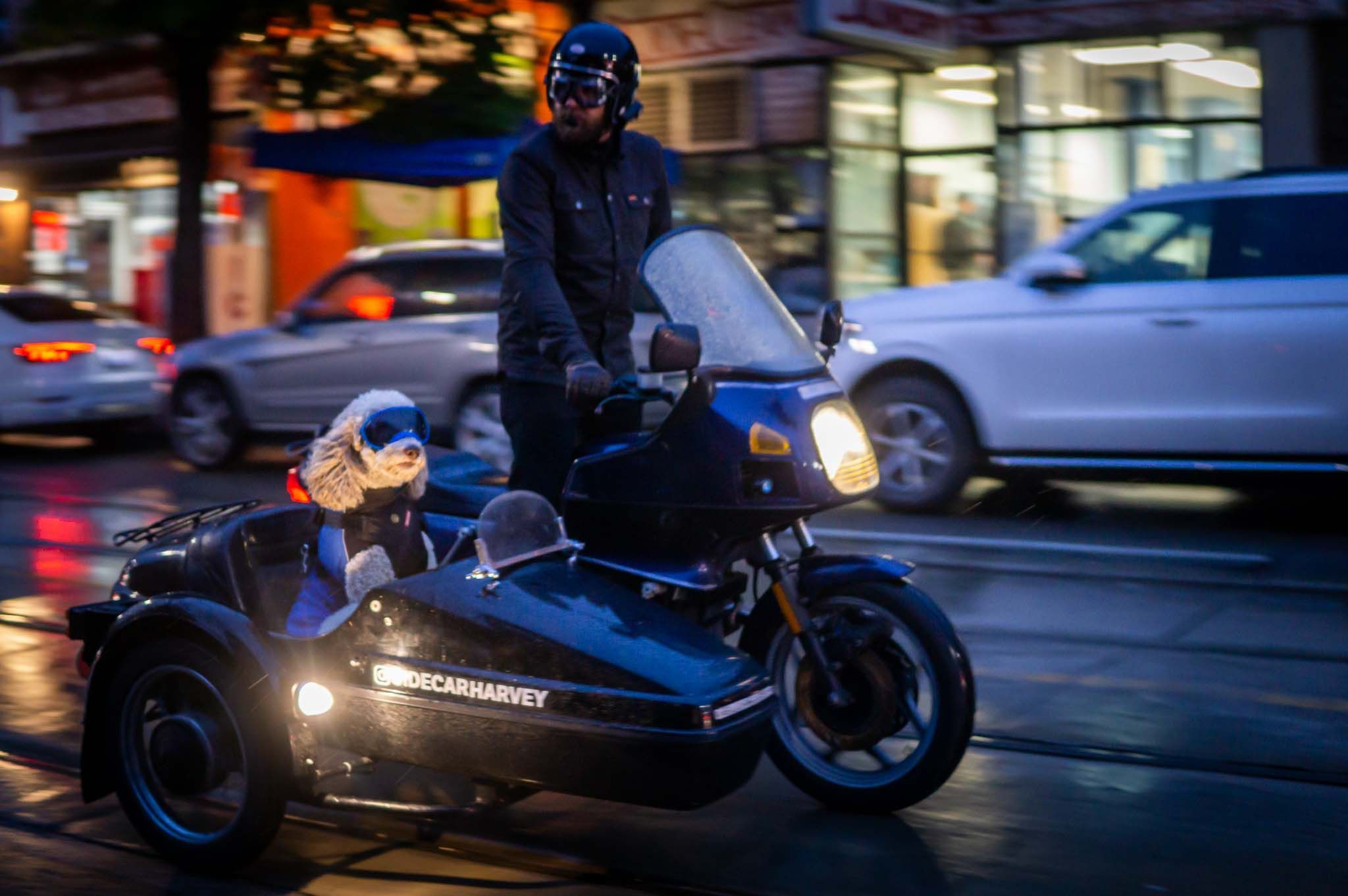 Dog-gone doggos in their Beemer Sidecars