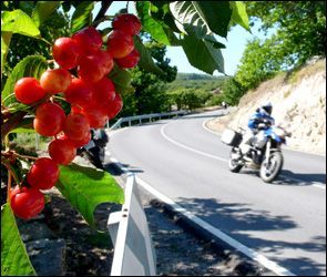 Vineyards in Castilla-La Mancha