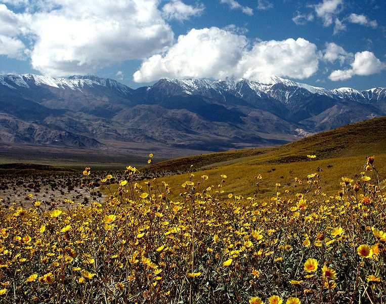 Death Valley Blooms