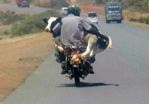 Cow on a motorcycle