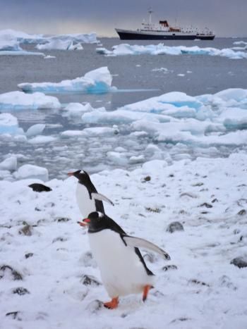 Penguins on Antarctica