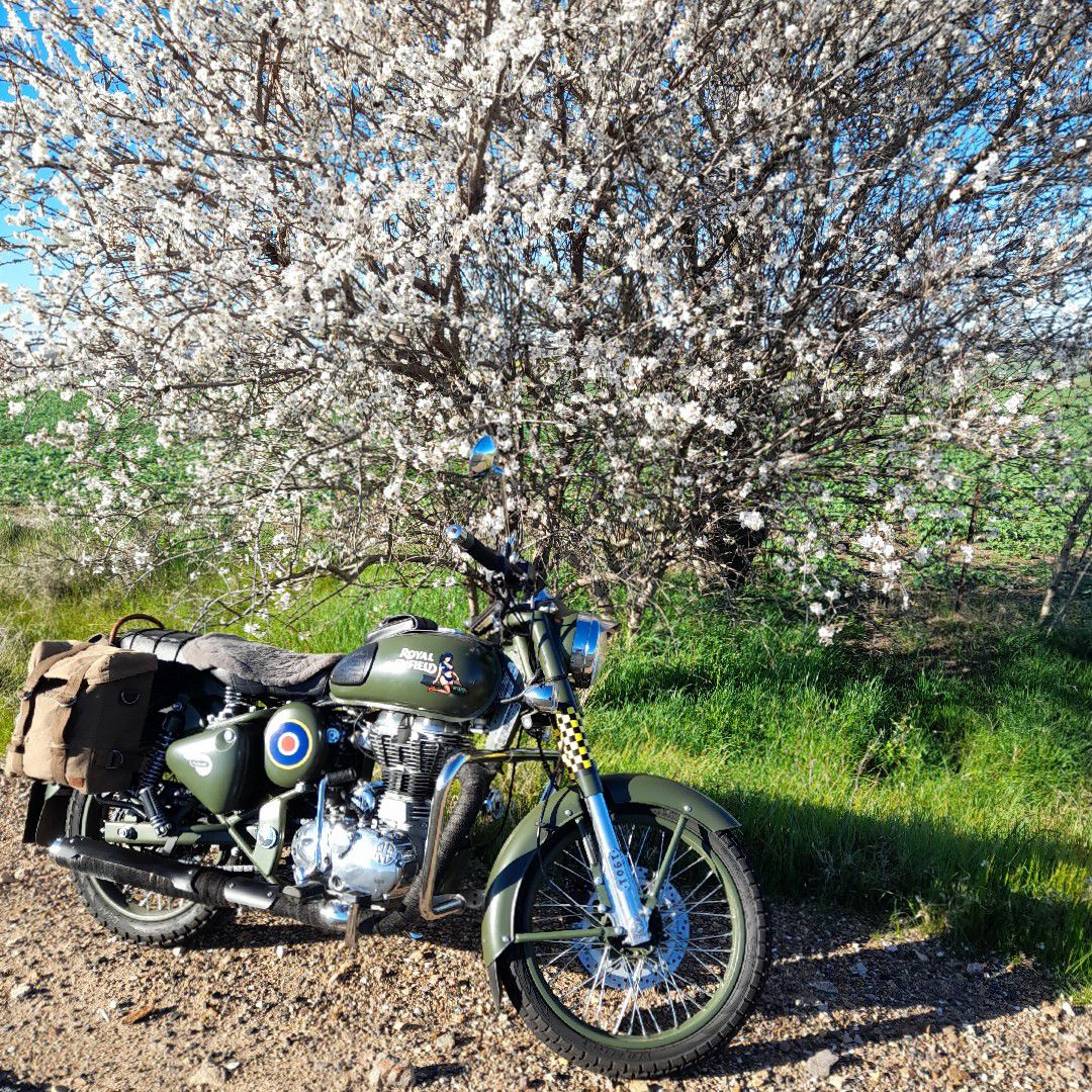 Almond trees a blooming already!
