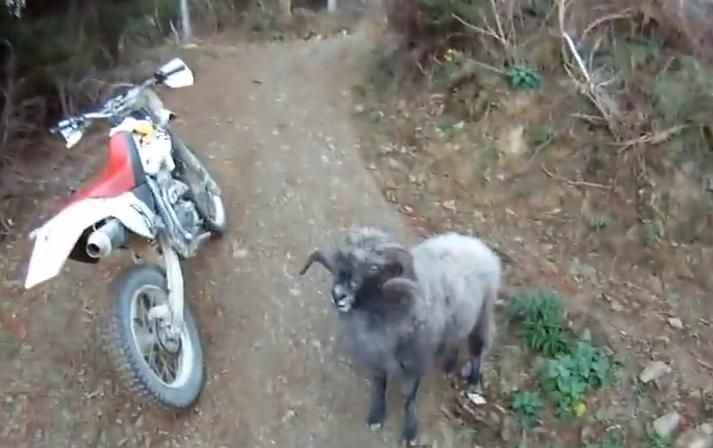 Dirt bike encounter with a sheep!
