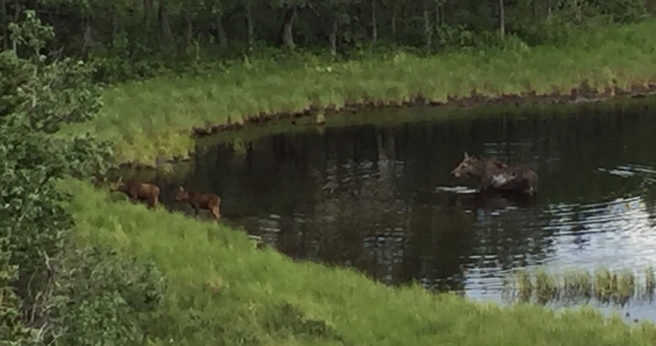 cow and two calfs hanging out in this pond. 