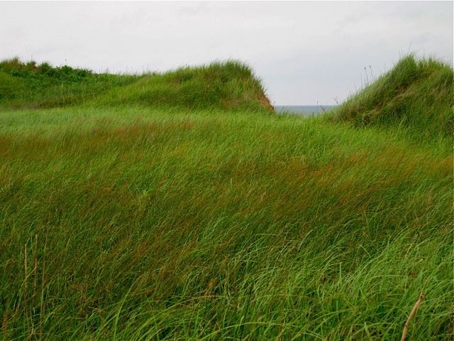 Grassy dunes, PEI