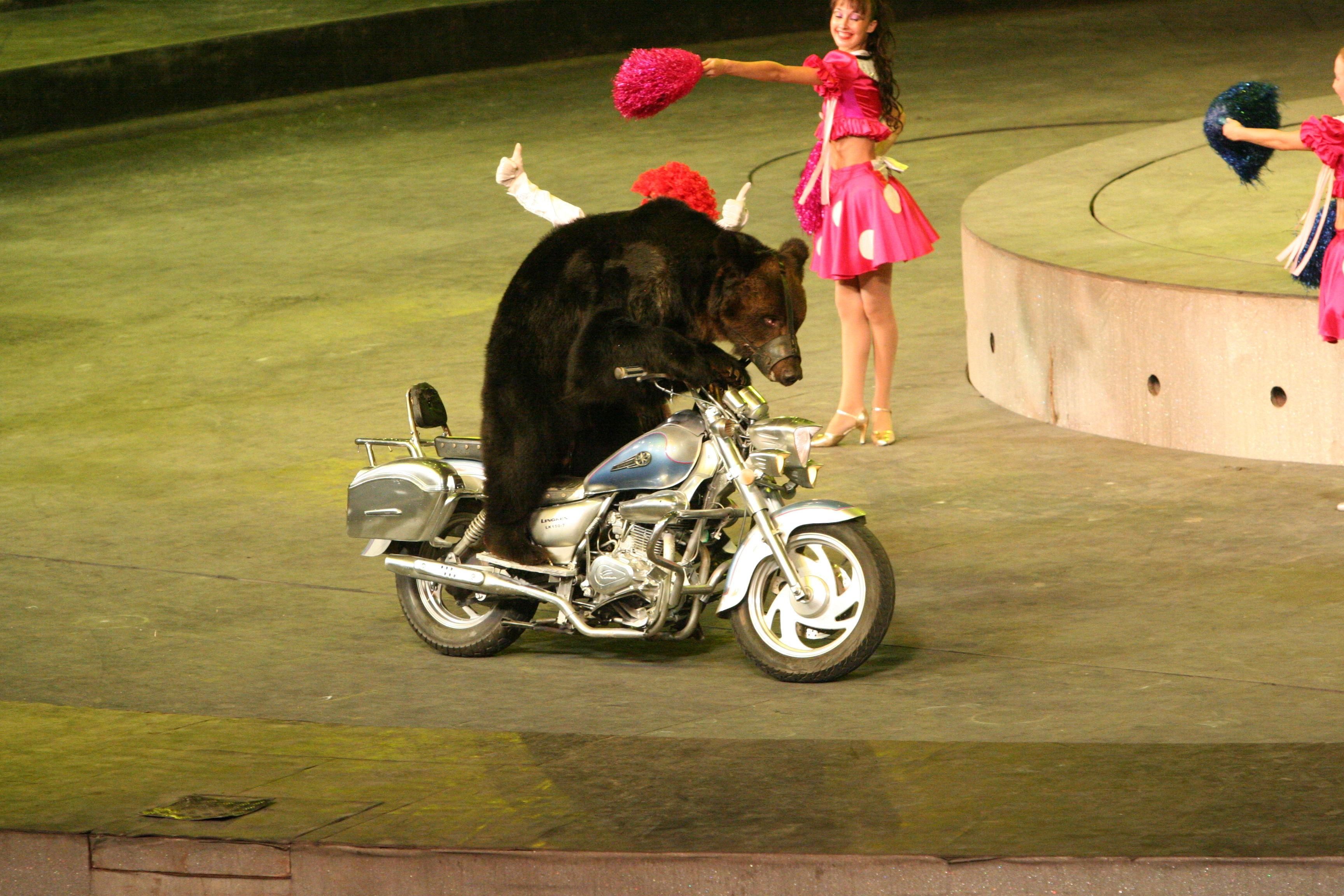 Bears and Motorycles - This is the only good way to mix them